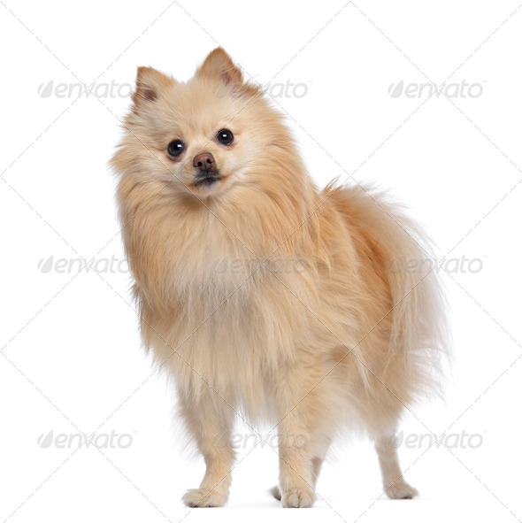 Spitz dog standing, 1,5 year old, isolated on white - Stock Photo - Images