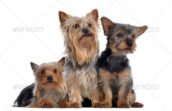 Yorkshire terrier sales 2 months old