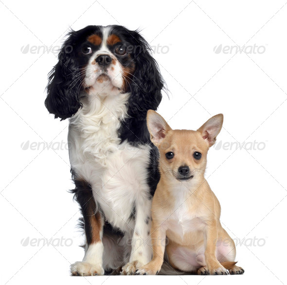 Cavalier king charles spaniel best sale x chihuahua