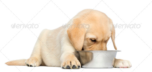 2 month old labrador puppy cheap diet