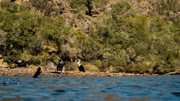 Cormorants on river bank sunning themselves after swim, spread out wings, poops alt