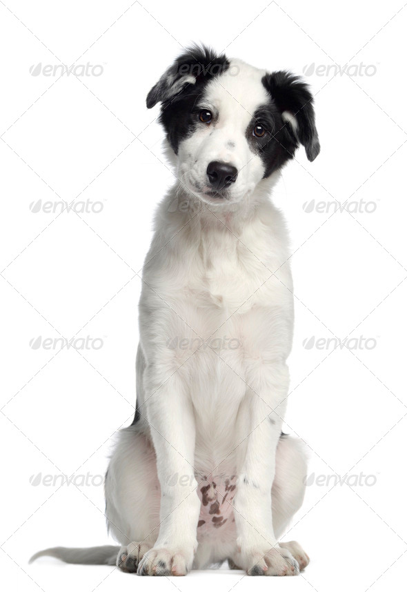 Border Collie, 3 months old, sitting and facing, isolated on white - Stock Photo - Images