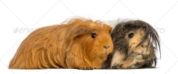 Two Guinea Pigs - Cavia porcellus, lying, isolated on white - Stock Photo - Images