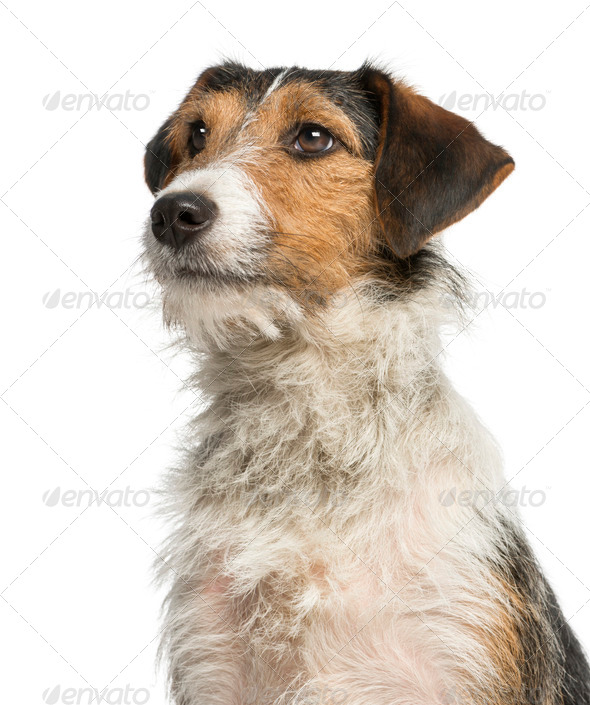 Close-up of a Fox Terrier looking up, 1 year old, isolated on white