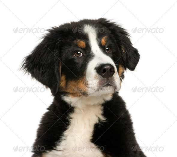 bernese mountain dog cena