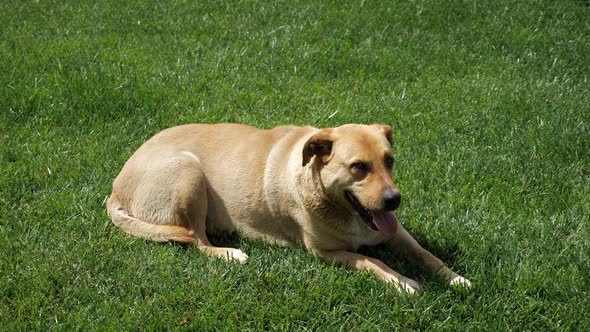 Beautiful Old Dog Cools Down on the Grass and Breathes Heavily alt