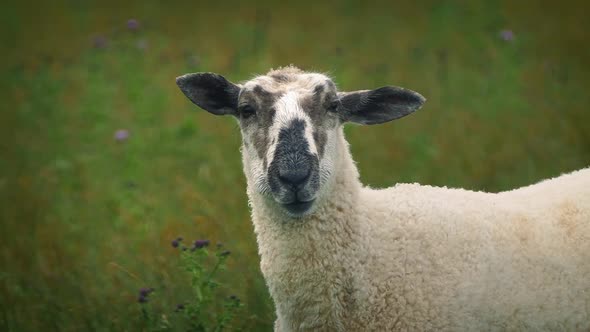 Sheep Chewing Grass Looks at Camera alt