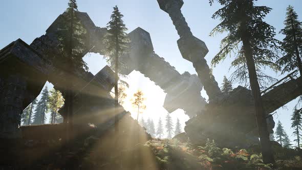 UFO Crashed in the Forest alt