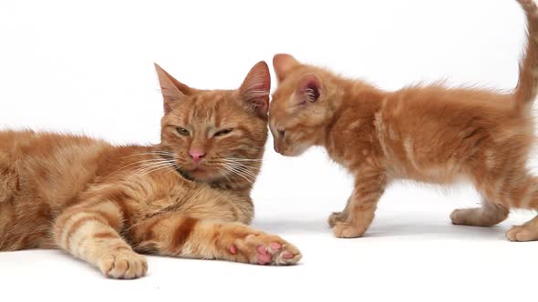 750393 Red Tabby Domestic Cat, Female with Kitten against White Background, Slow motion alt