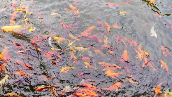 Swimming Goldfish Carps or Koi Fishes in the Japanese garden