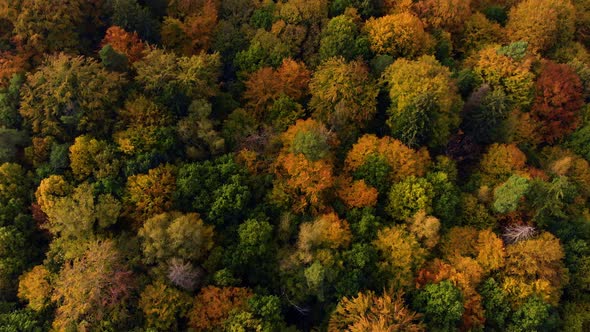Autumn tree forrest park fly over by drone  alt
