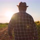 Rear View Tracking of Agronomist Man Farmer Walking Sunflower Field on Sunset - VideoHive Item for Sale