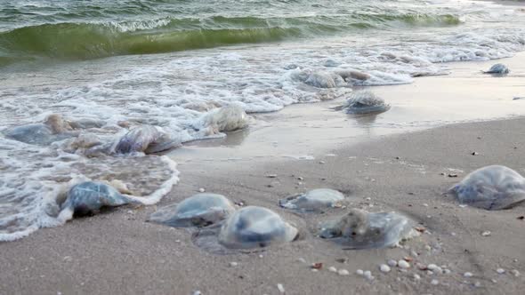 Dead Jellyfish Lie on a Sandy Shore Signed By Water on the Sea of Azov alt