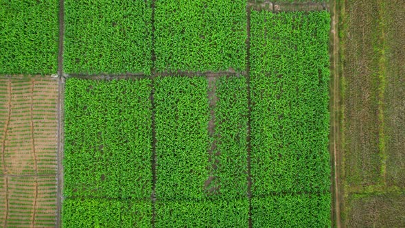 4K Aerial view over a farmer's garden in the countryside, Thailand alt