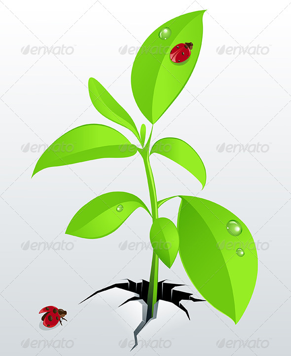 Young Green Plant and Ladybird - Flowers & Plants Nature