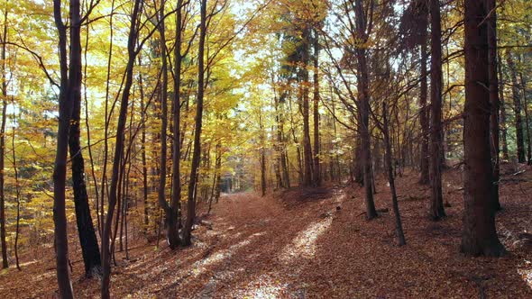 Cinematic movement - tilt up.Beautiful and smooth fly within autumn forest.