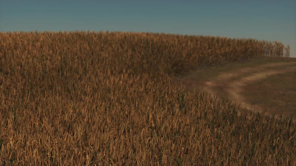 Gold Wheat Field at Sunset Landscape alt