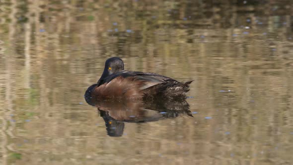 Resting, New Zealand Scaup or Black Teal on a Lake, Close Up alt