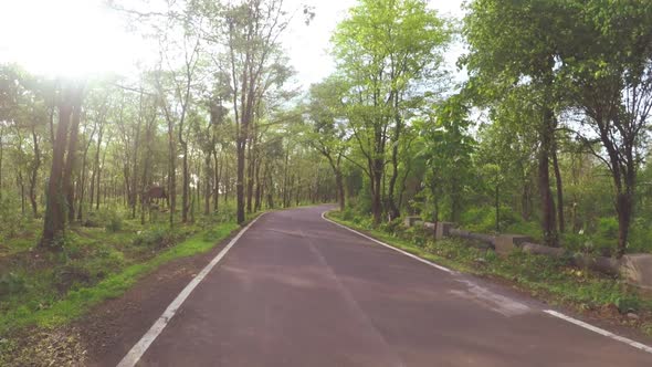 Morning walk with fresh air. Fitness and healthy walk on the road with greenery by sides. Morning wa alt