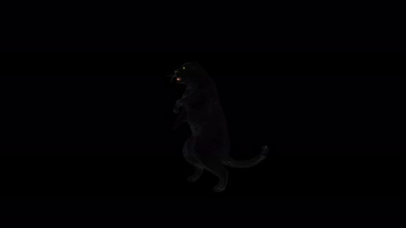 Panther Dancing 4K alt