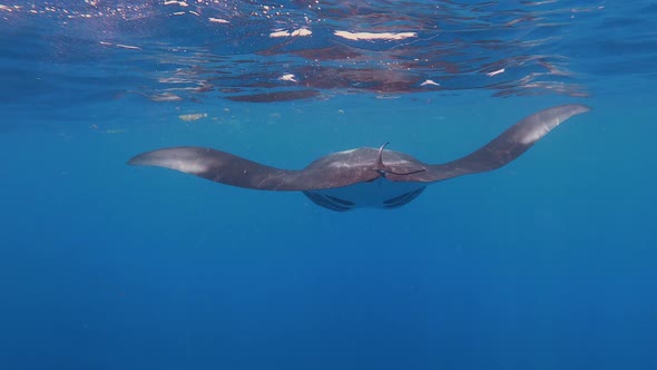 Manta ray alt
