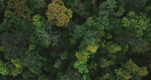 Drone Flight Over The Forest