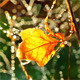 Autumn Leaf - VideoHive Item for Sale