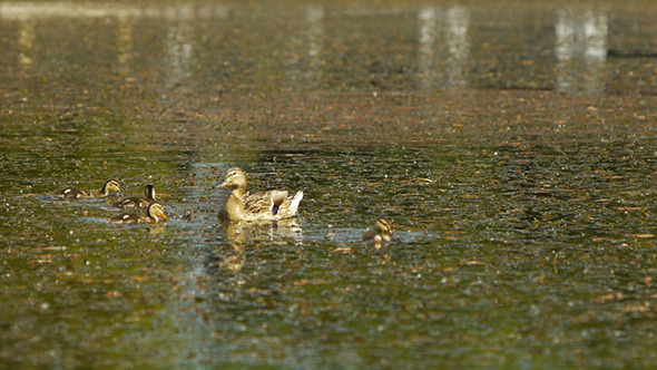Duck On Lake