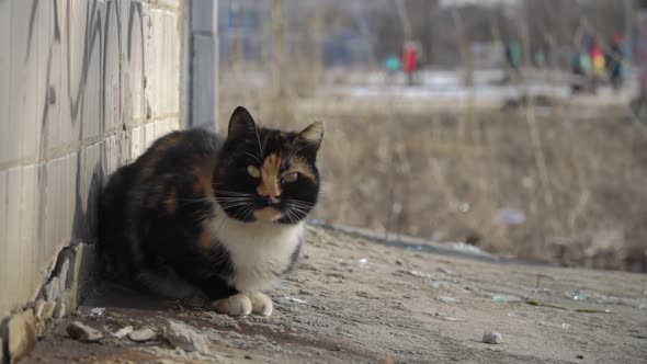 Street Homeless Shabby Cat Sits on the Street on a Tile Near the House Slow Mo alt