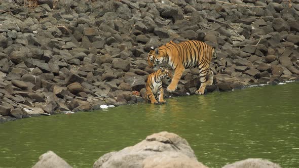 Tigress mother approaches her cub and tests the water with her leg before sitting alt