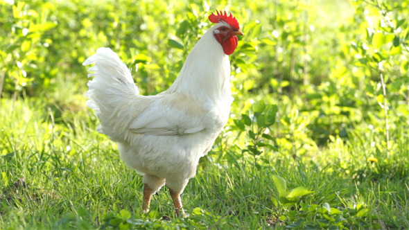 White Rooster
