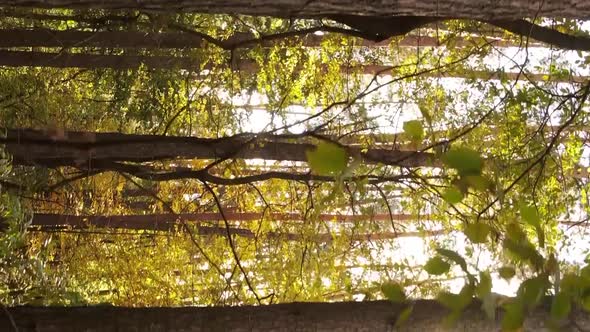 Vertical Video of an Autumn Forest During the Day in Ukraine alt