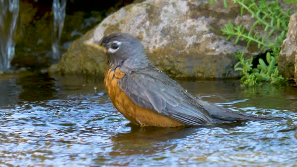 An American robin taking a bath and splashing in delight in a babbling brook - slow motion alt