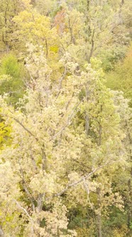 Vertical Video Autumn Forest with Trees By Day Slow Motion alt