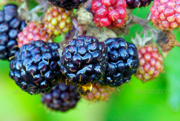 Blackberry fruits - Stock Photo - Images