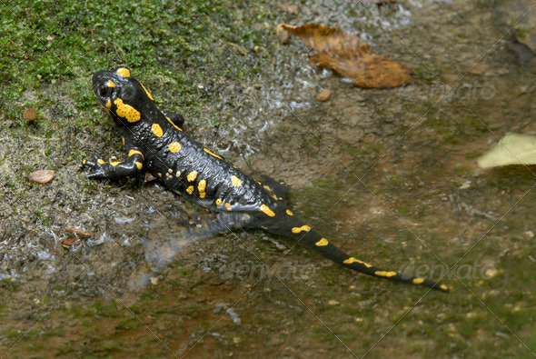 Fire Salamander - Stock Photo - Images