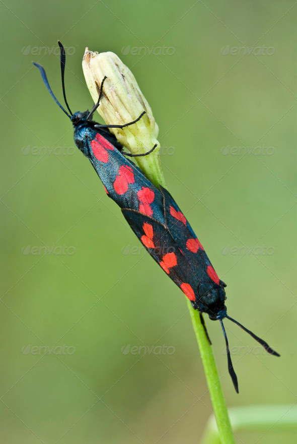 Burnet Moth Mating - Stock Photo - Images
