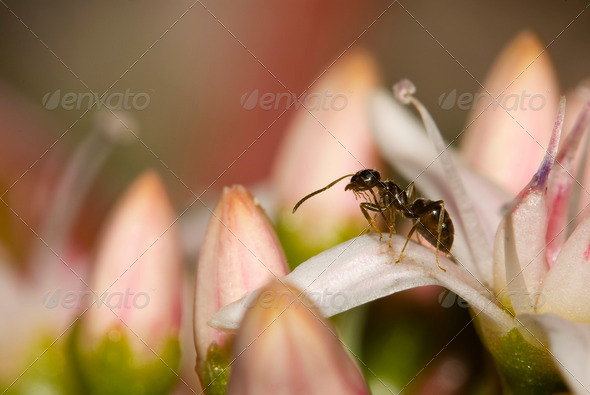 Ant on Flowers - Stock Photo - Images