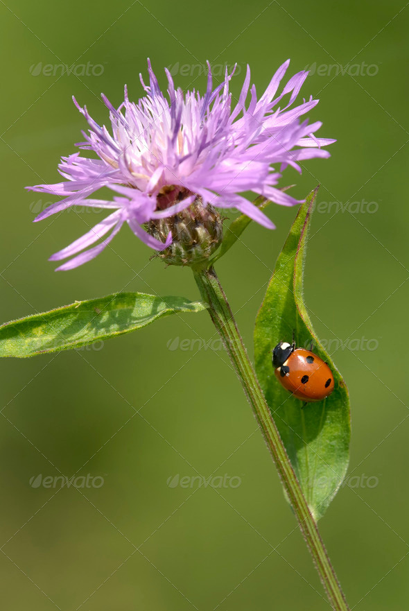 Ladybug on Pink FLower - Stock Photo - Images