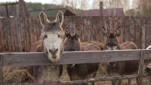 Domestic Donkeys Standing and Looking at the Camera on Farm in Sunny Day