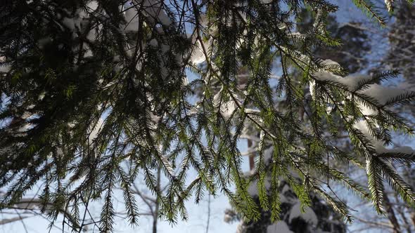 Closeup View on Snowy Spruces Branches in Forest at Sunny Winter Day Details of Nature alt