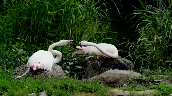 Pair of Pink Flamingos Hatching Eggs in Wild Lake alt