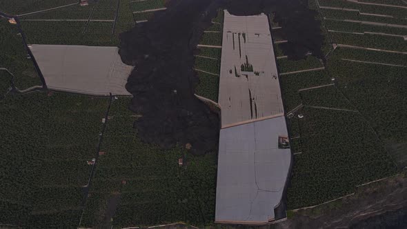 Destruction of banana plantation caused by lava after Cumbre Vieja volcano eruption, La Palma island alt
