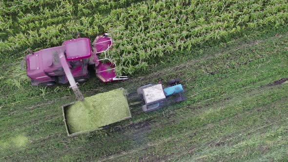 Harvester Cutting Corn and Loading Raw Materials Into the Trailer alt
