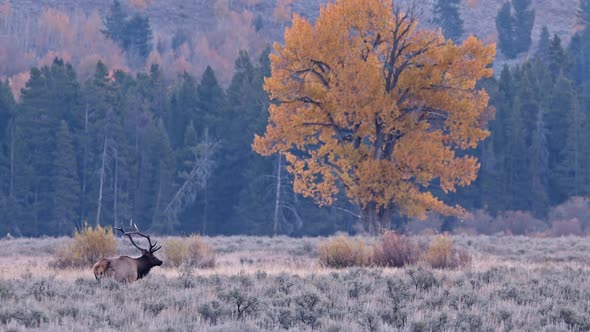 Single tree with vivid yellow leaves in field with Bull Elk bugling alt