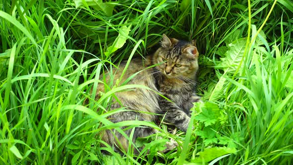 Beautiful Cat Lies on Grass