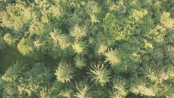 Aerial Background with Coniferous Forest