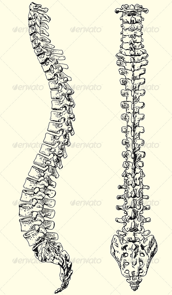 Human Spine by paulrommer | GraphicRiver