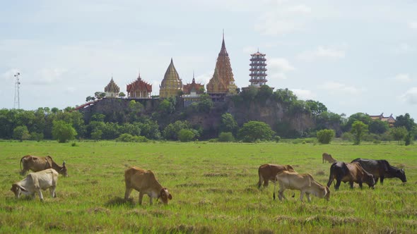 Cows eating green rice and grass field at Wat Tham Sua or Tiger Cave Temple, in Kanchanaburi alt