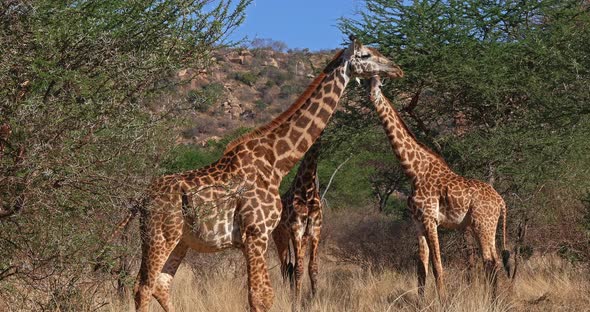 Masai Giraffe, giraffa camelopardalis tippelskirchi, Group walking through Bush alt